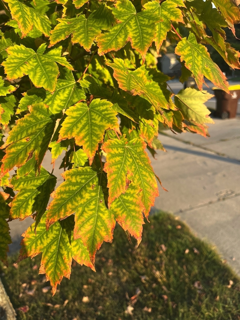 Sunlight illuminates vibrant green leaves with orange tips on a tree near a sidewalk.