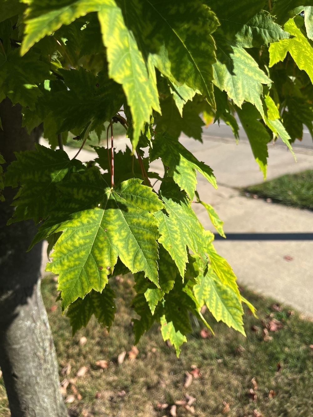 A close-up of green leaves with some yellowish shading is shown, highlighting their serrated edges, with a background of a sidewalk and grass.
