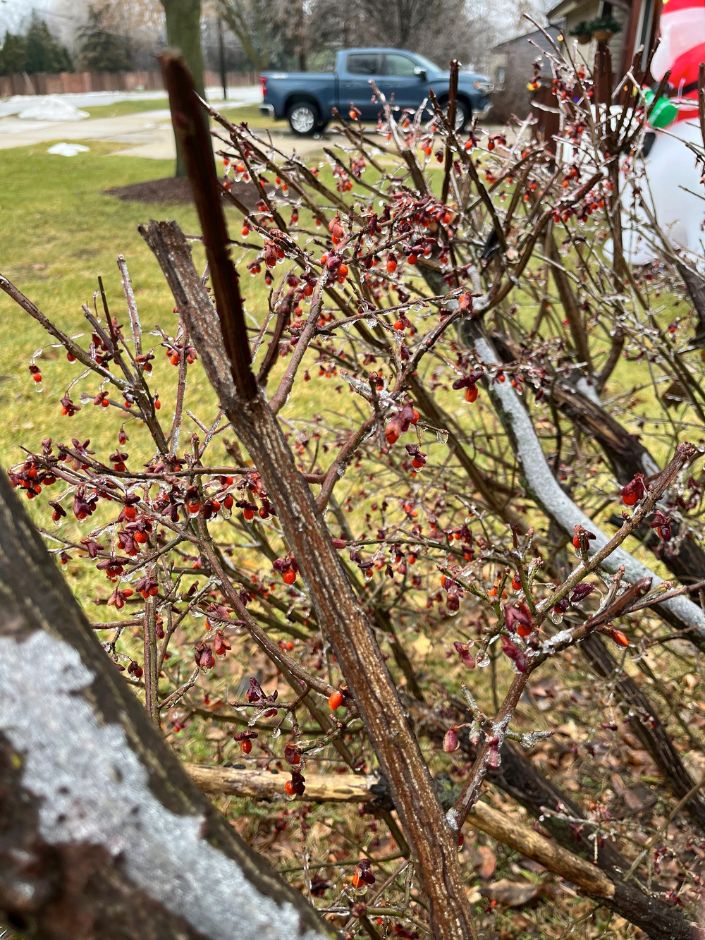 Bare, woody branches are covered in small red berries, set against a backdrop of grass, pavement, and a parked vehicle.