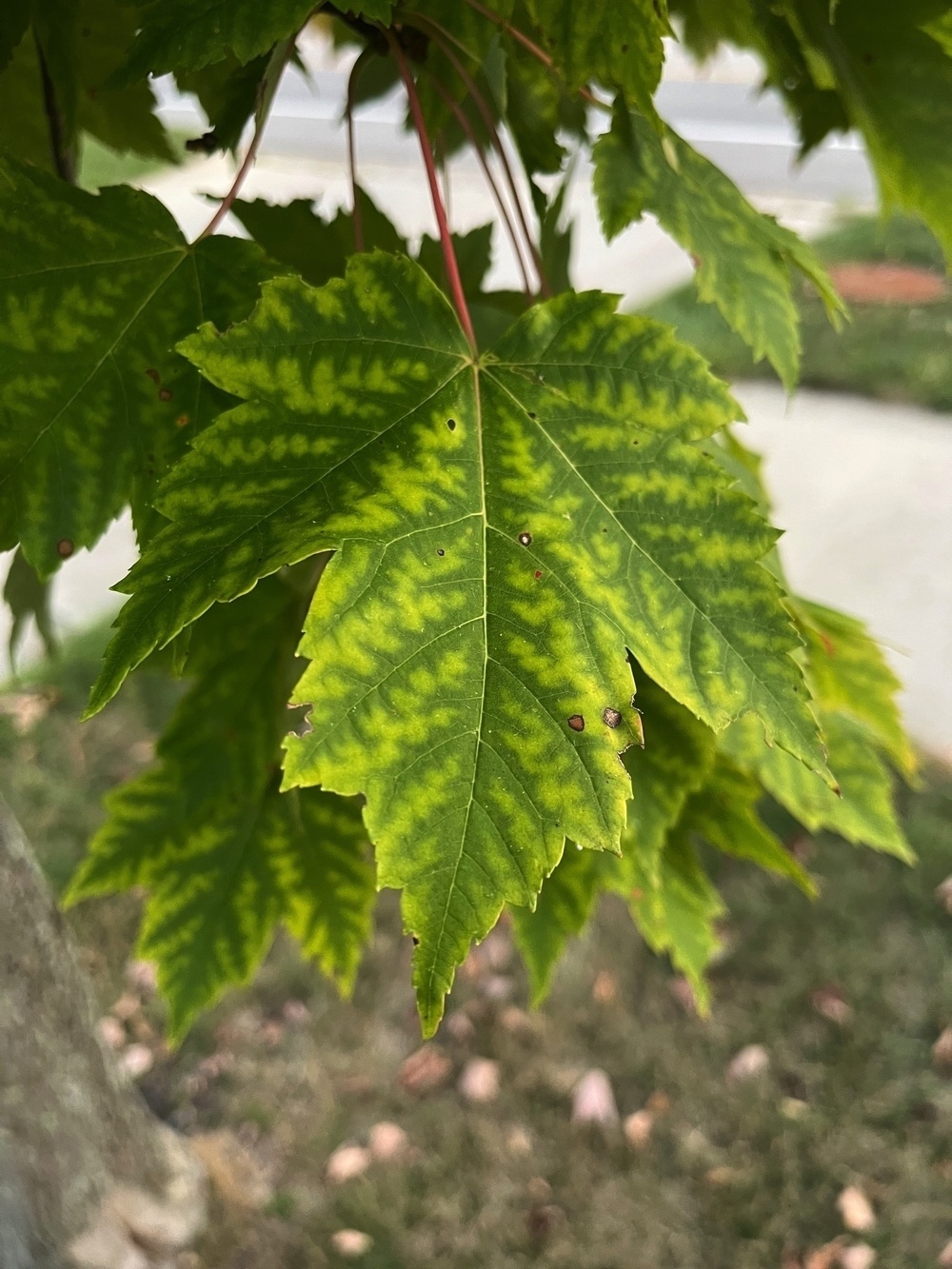A close-up shows a green maple leaf with yellowish veins and a few small brown spots.