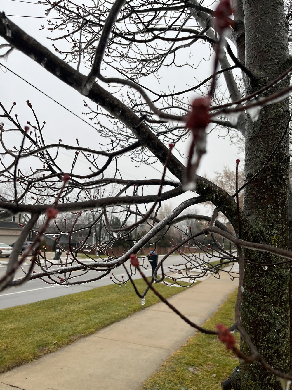 A tree branch with budding leaves extends over a sidewalk and road, with a person running in the background on a cloudy day.