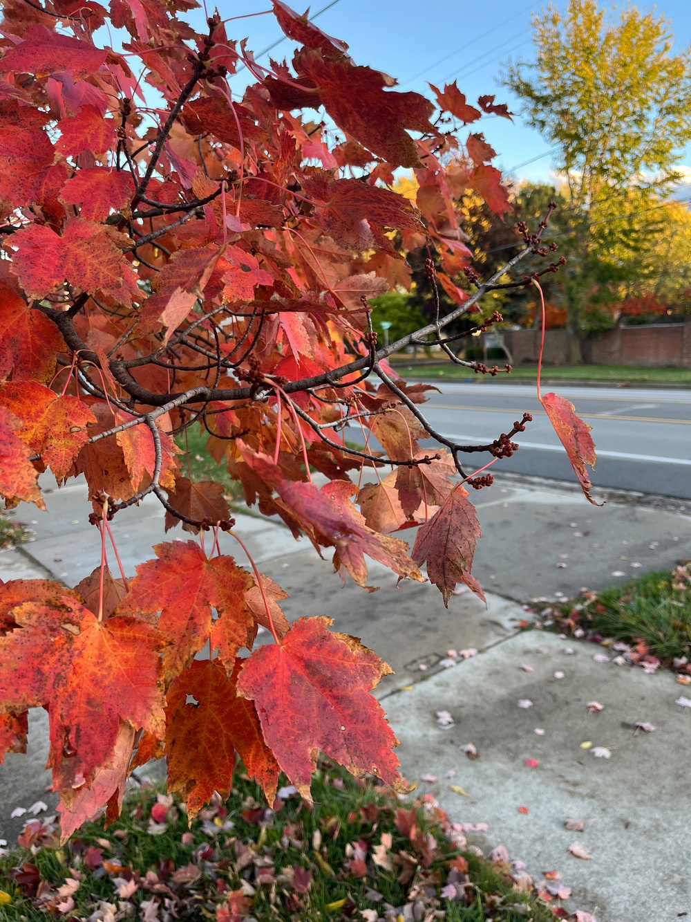 Vibrant red and orange autumn leaves hang from a tree branch over a sidewalk.