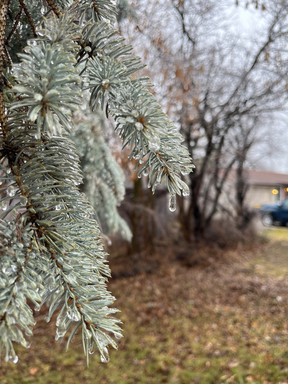 Evergreen branches are coated in ice, with a droplet hanging from one tip, in a wintry outdoor setting.