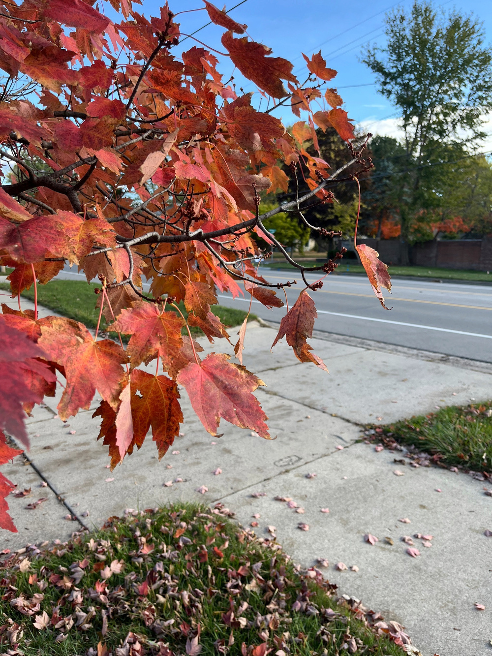 Vibrant red and orange autumn leaves hang from a tree branch over a sidewalk with scattered fallen leaves.