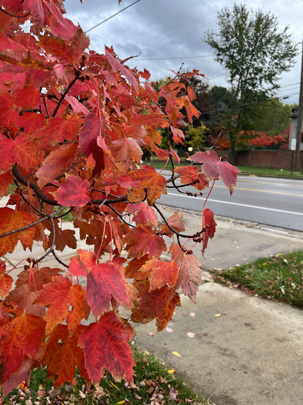 A tree with vibrant red-orange autumn leaves stands near a sidewalk and street under a cloudy sky.