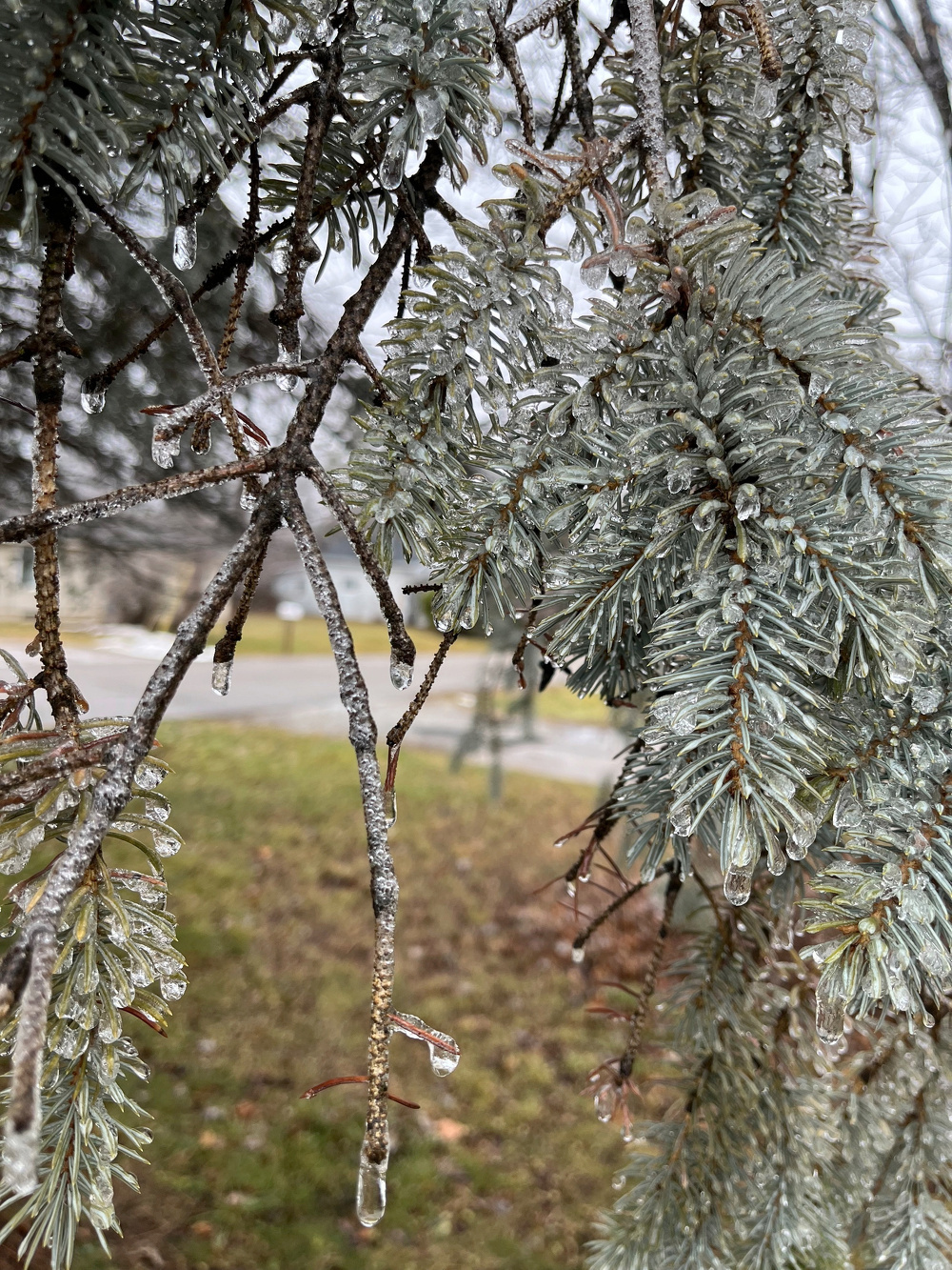 Icicles hang from the tips of frosted evergreen branches in a wintry outdoor setting.