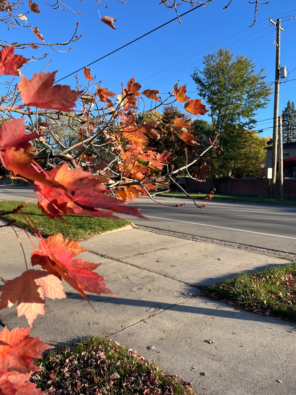 Colorful autumn leaves on a tree branch are contrasted against a clear blue sky and a quiet street.