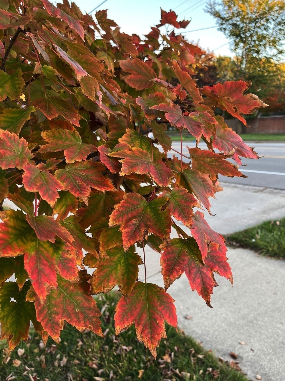 Vibrant autumn leaves in shades of red, orange, and green hang on branches near a sidewalk and road.
