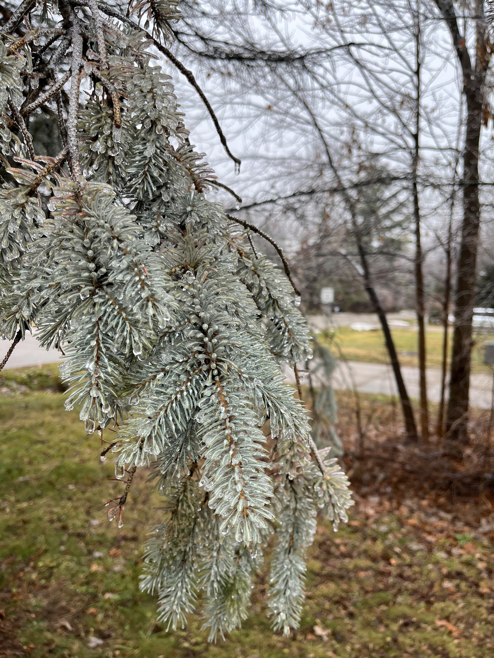 Frost-covered pine branches hang over a winter landscape with bare trees and a grassy area.