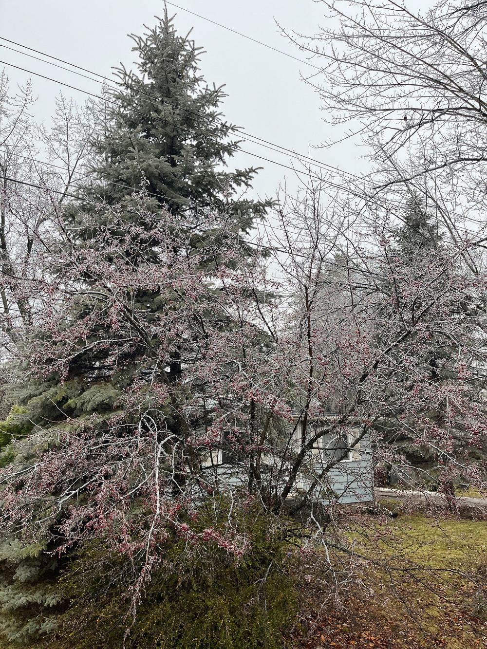 A frosty, wintry landscape features trees covered in ice and snow alongside power lines against a gray sky.