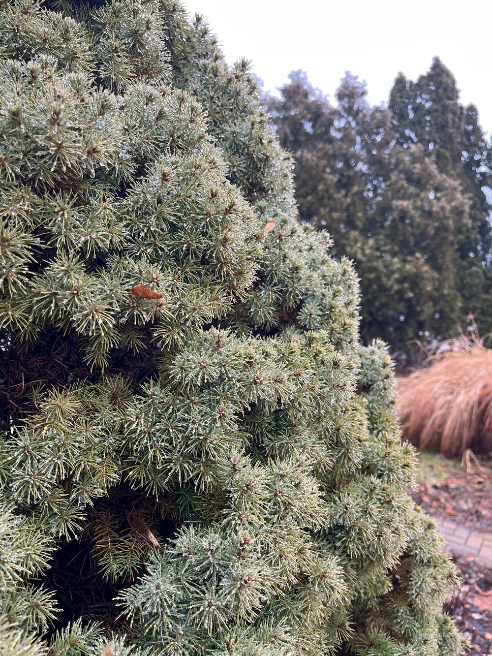 A close-up of evergreen foliage with needle-like leaves is set against a backdrop of additional trees and shrubs.