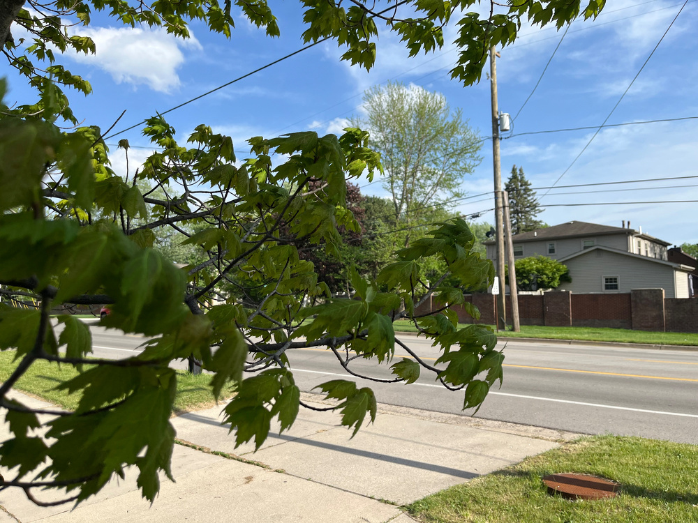 A suburban street is partially obscured by the green leaves of a tree in the foreground, with houses and a clear sky in the background.