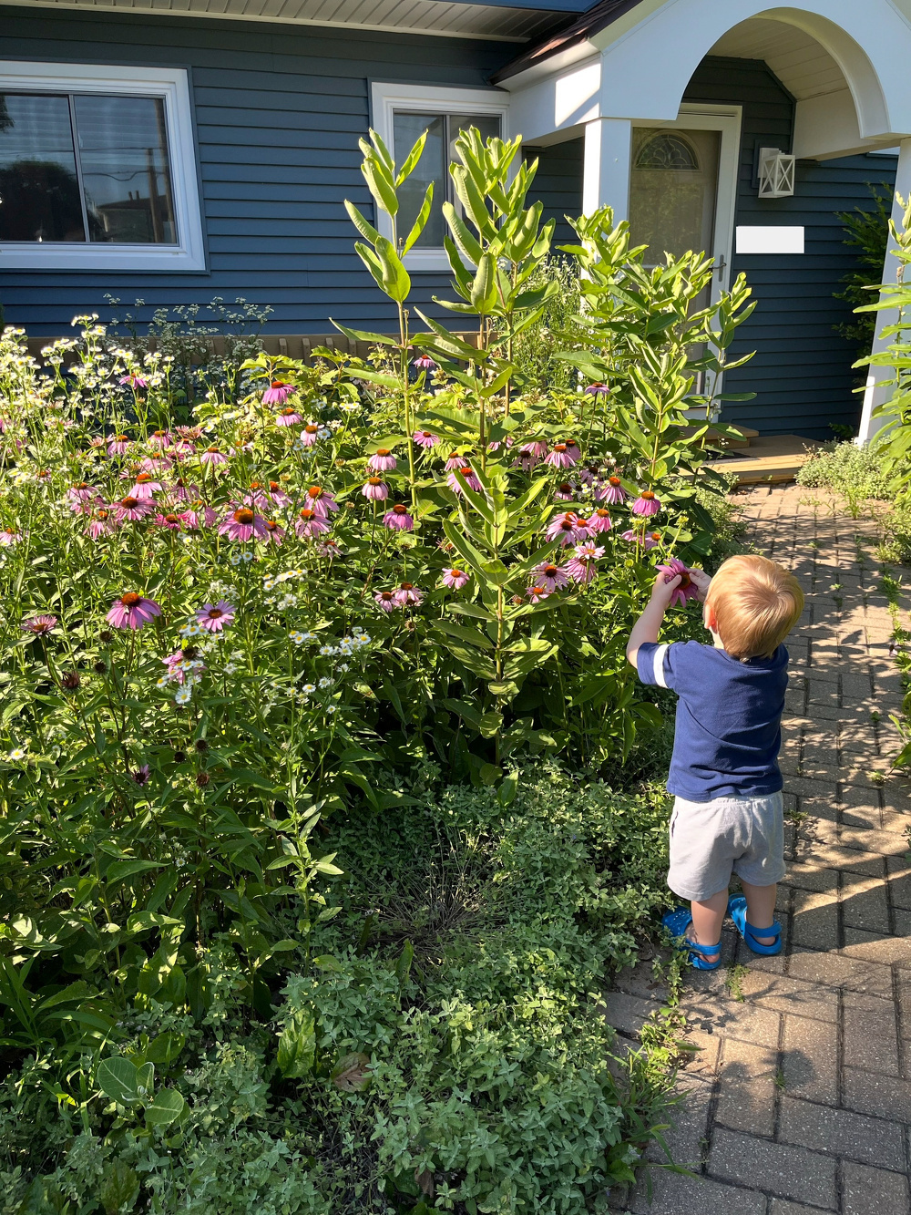 A young child is standing on a brick pathway near a garden filled with blooming pink and white flowers in front of a blue house.