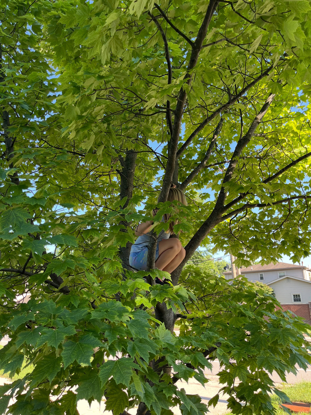 A person wearing a light blue outfit is sitting and hugging their knees while perched on a branch surrounded by lush green leaves in a tree.