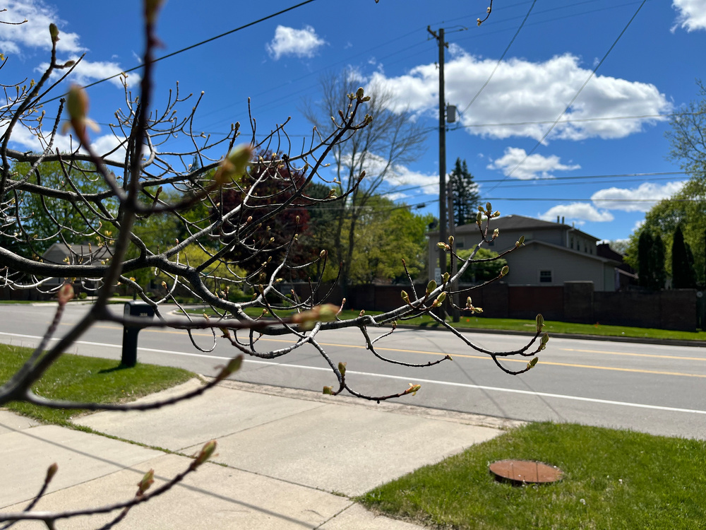 Budding branches are in the foreground with a quiet suburban street and houses under a blue sky in the background.