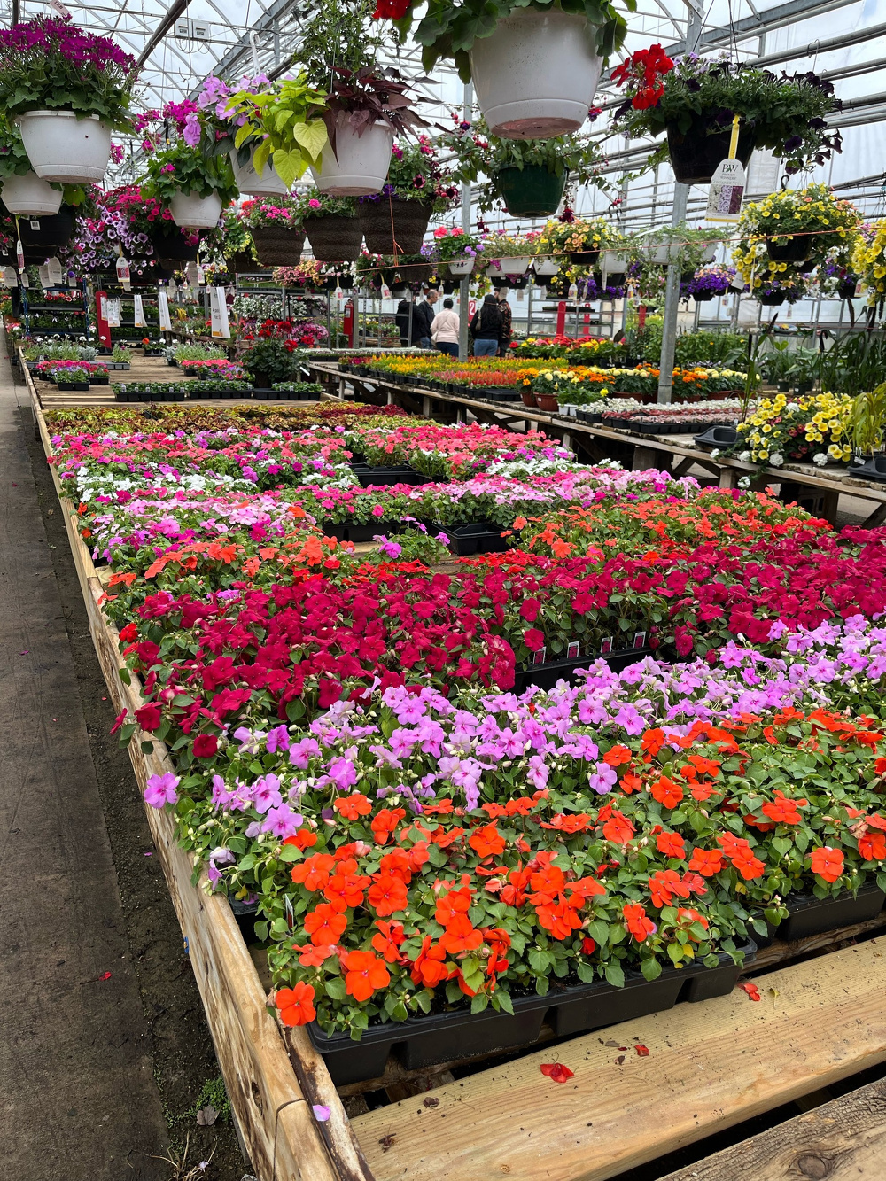 A greenhouse is filled with rows of vibrant flowers in various colors, displayed in pots and hanging baskets.