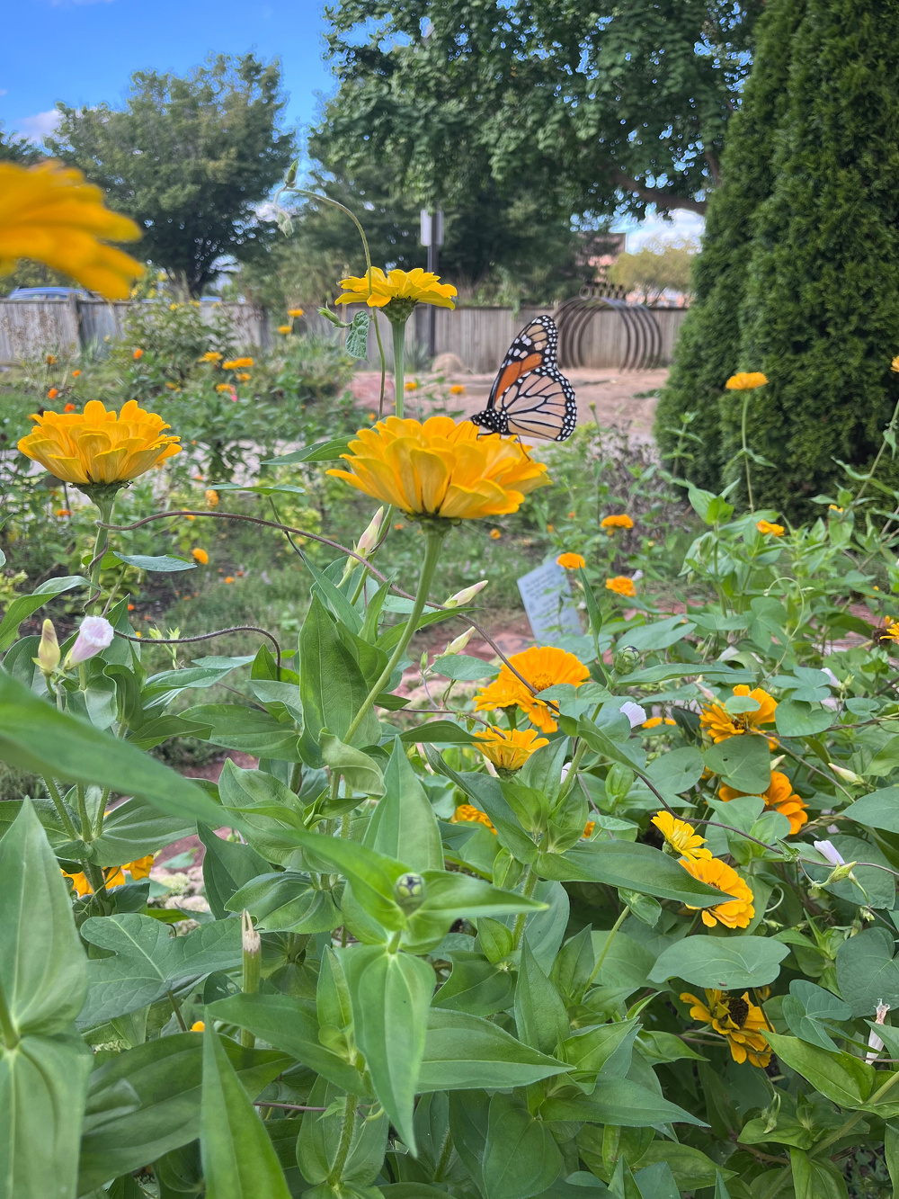A monarch butterfly is perched on a vibrant yellow flower in a garden filled with lush greenery and other blooming yellow flowers.