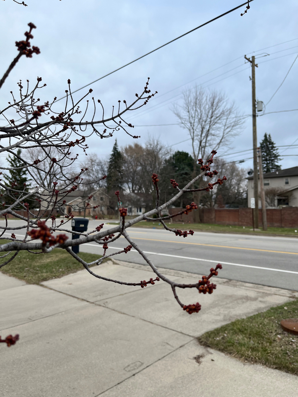 Bare tree branches with budding red buds stretch over a suburban street on an overcast day.