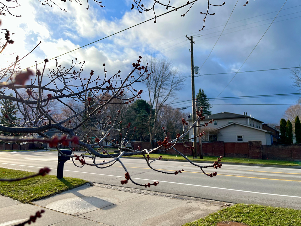 A residential street is lined with bare trees budding in early spring, with a house and a sky oddly cloudy and clear as the backdrop.