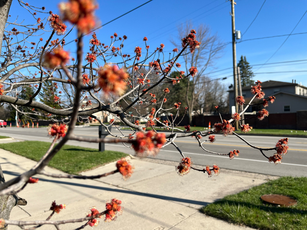 A tree with budding red flowers is set against a backdrop of a suburban street and a clear blue sky.