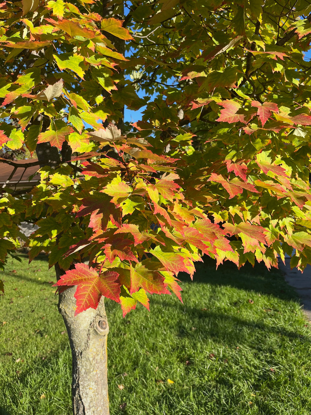 A small tree with leaves transitioning from green to red is illuminated by sunlight on a grassy area.