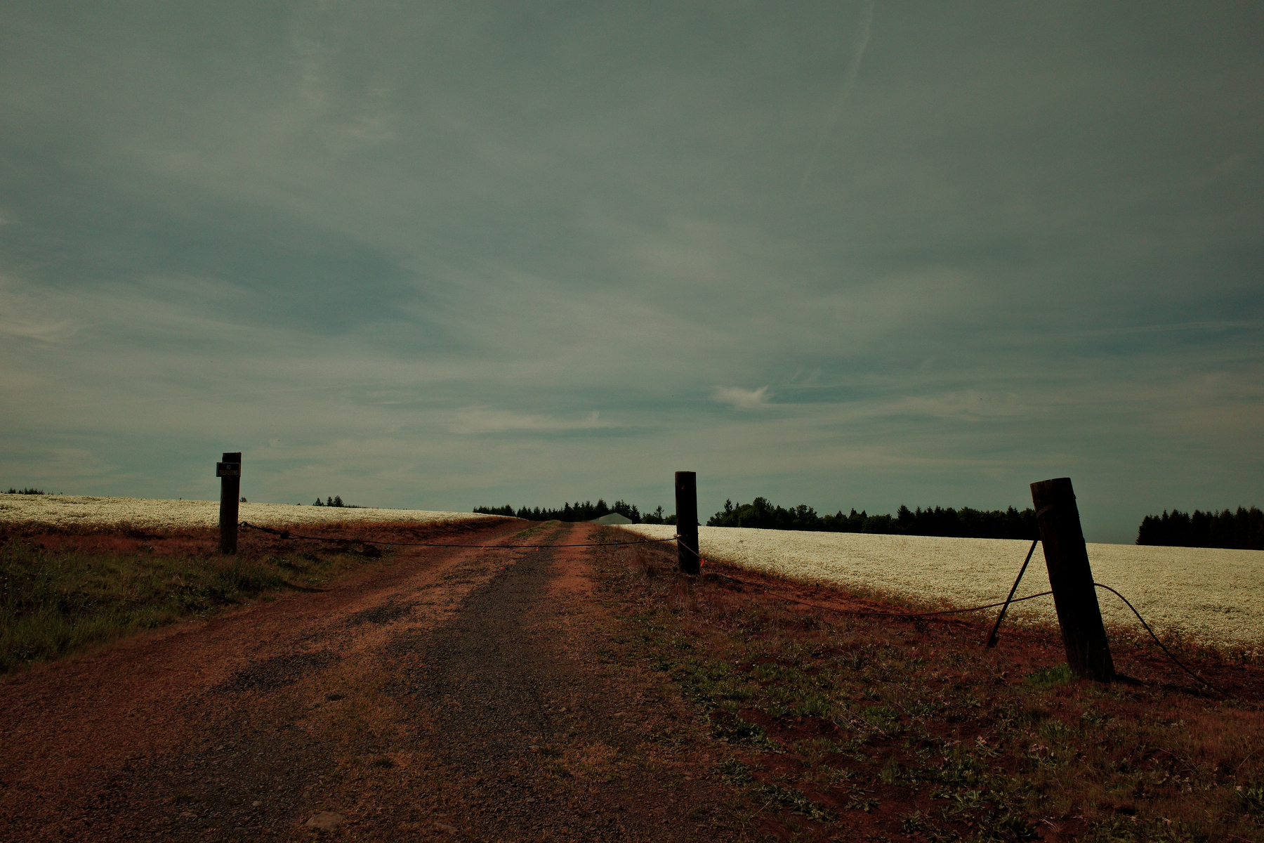 A dirt road runs through a rural landscape with fields on either side under a cloudy sky.