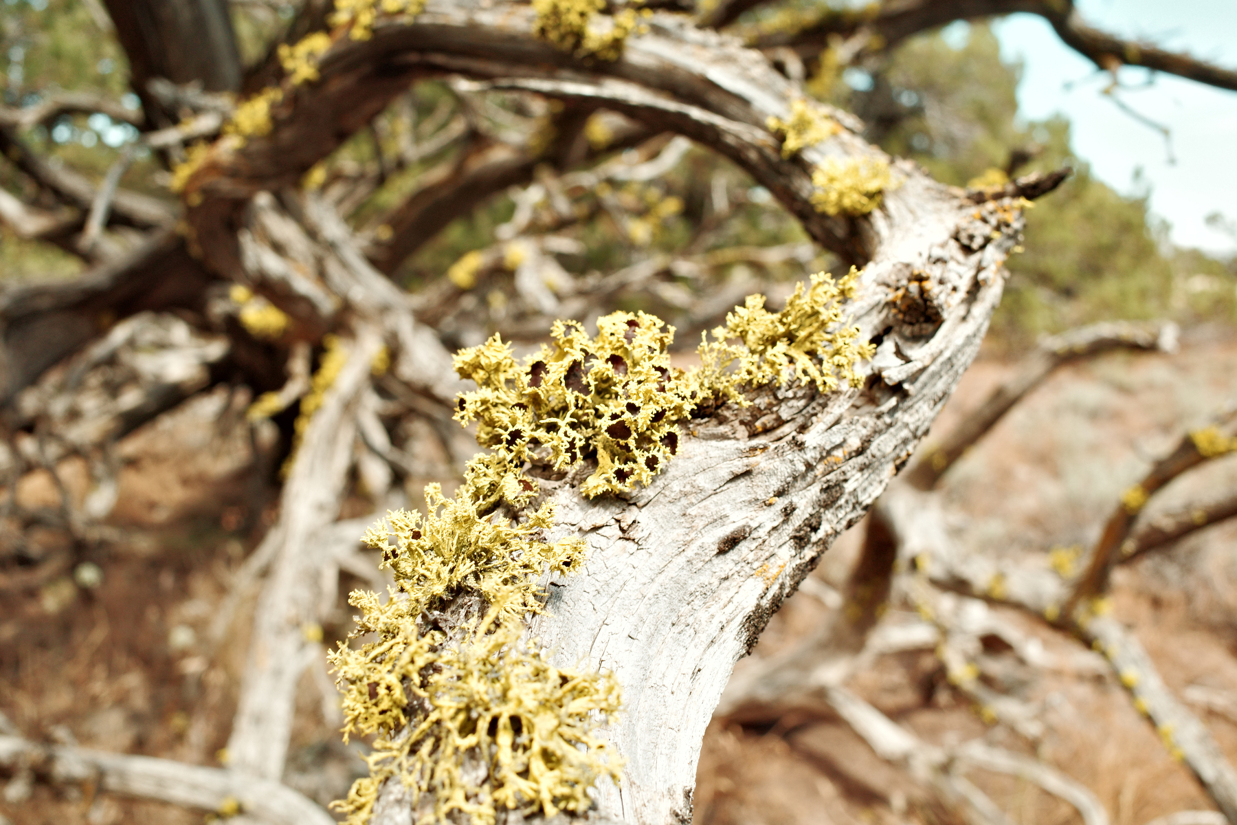 A close-up of a weathered, twisted tree branch covered in yellow-green lichen in a dry, natural environment.