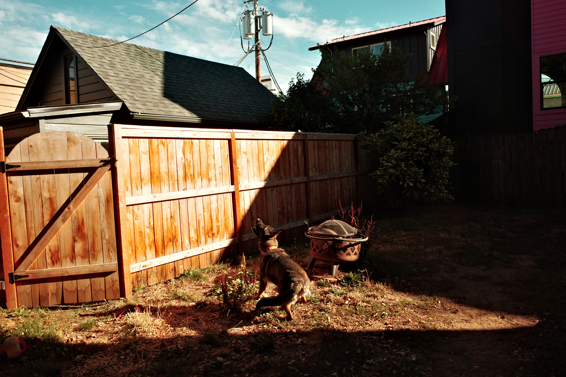 A dog is crouching in a fenced backyard area with a wooden gate. She is awaiting a ball that is unseen in the photo.