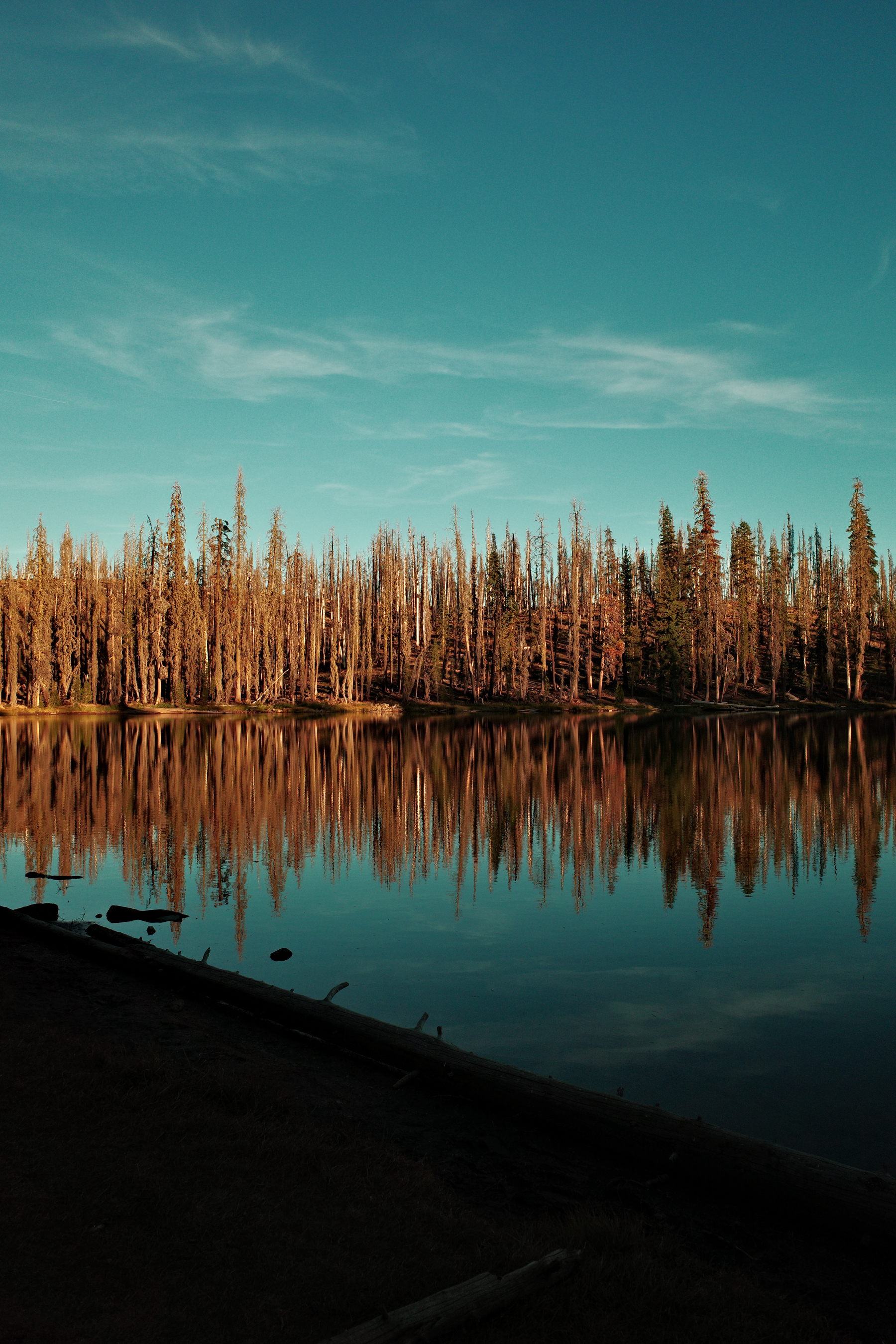 A serene lake reflects a forest of tall, slender trees under a clear blue sky during golden hour.