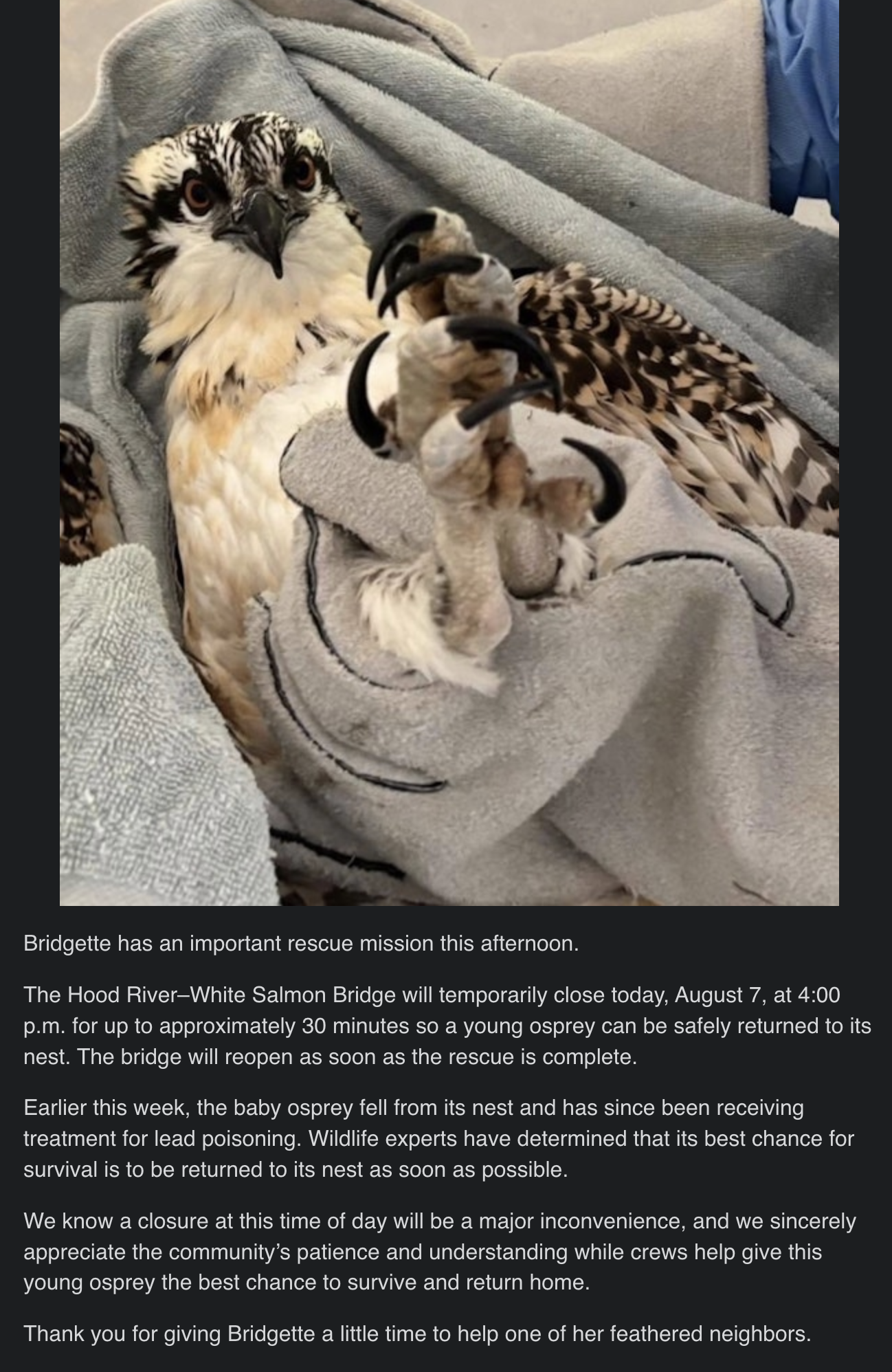 A photo of an upside down osprey named Bridgette is being held in a blanket, with its talons prominently raised, as part of a rescue effort to return the bird to its nest. The photo includes some of the content of the email that explains he Hood River–White Salmon Bridge will temporarily close today, August 7, at 4:00 p.m. for up to approximately 30 minutes so a young osprey can be safely returned to its nest. The bridge will reopen as soon as the rescue is complete. Earlier this week, the baby osprey fell from its nest and has since been receiving treatment for lead poisoning. Wildlife experts have determined that its best chance for survival is to be returned to its nest as soon as possible. We know a closure at this time of day will be a major inconvenience, and we sincerely appreciate the community’s patience and understanding while crews help give this young osprey the best chance to survive and return home. Thank you for giving Bridgette a little time to help one of her feathered neighbors.
