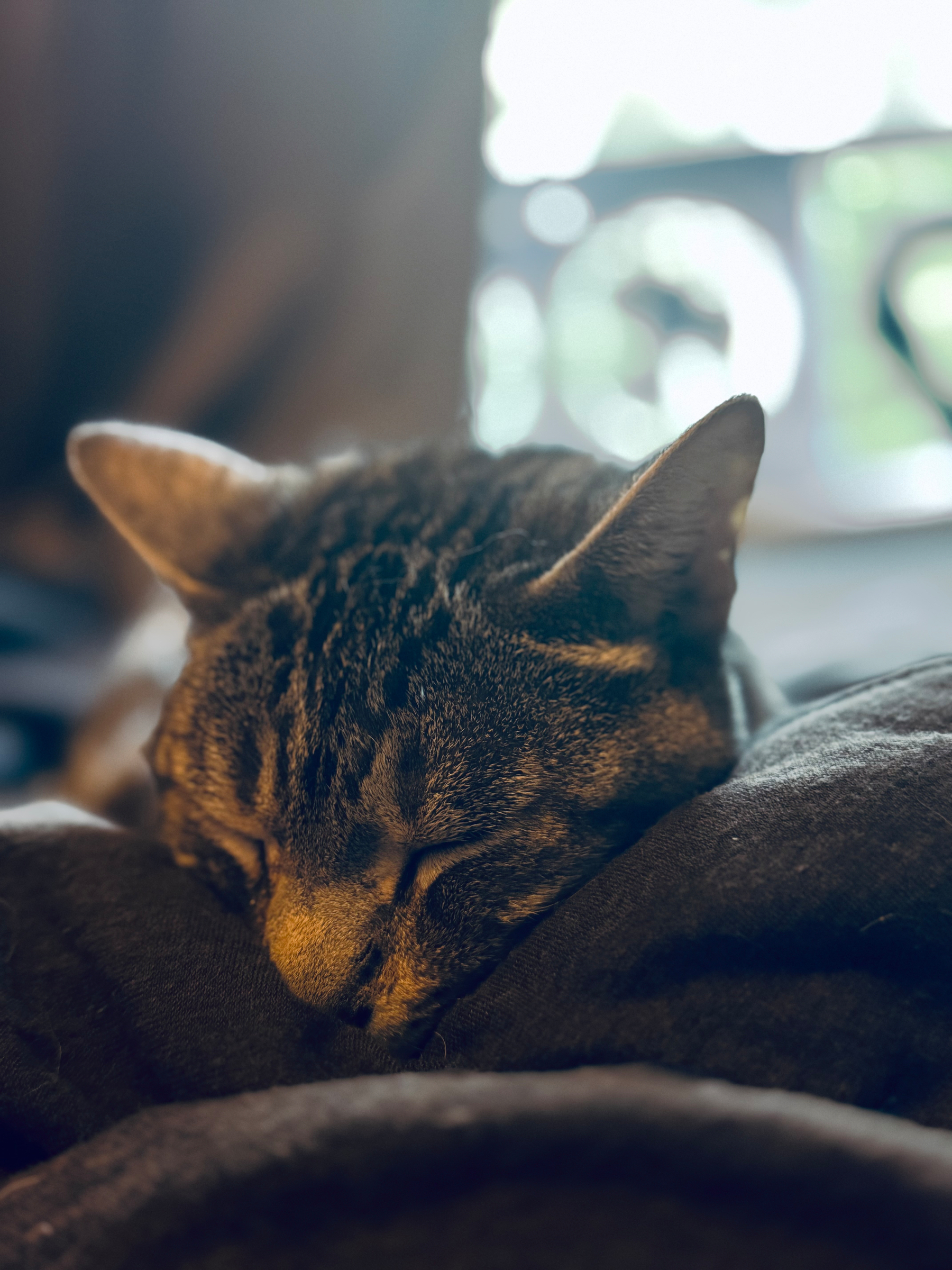 A Bengal cat is peacefully sleeping on a soft, dark-colored fabric with a blurred window in the background.