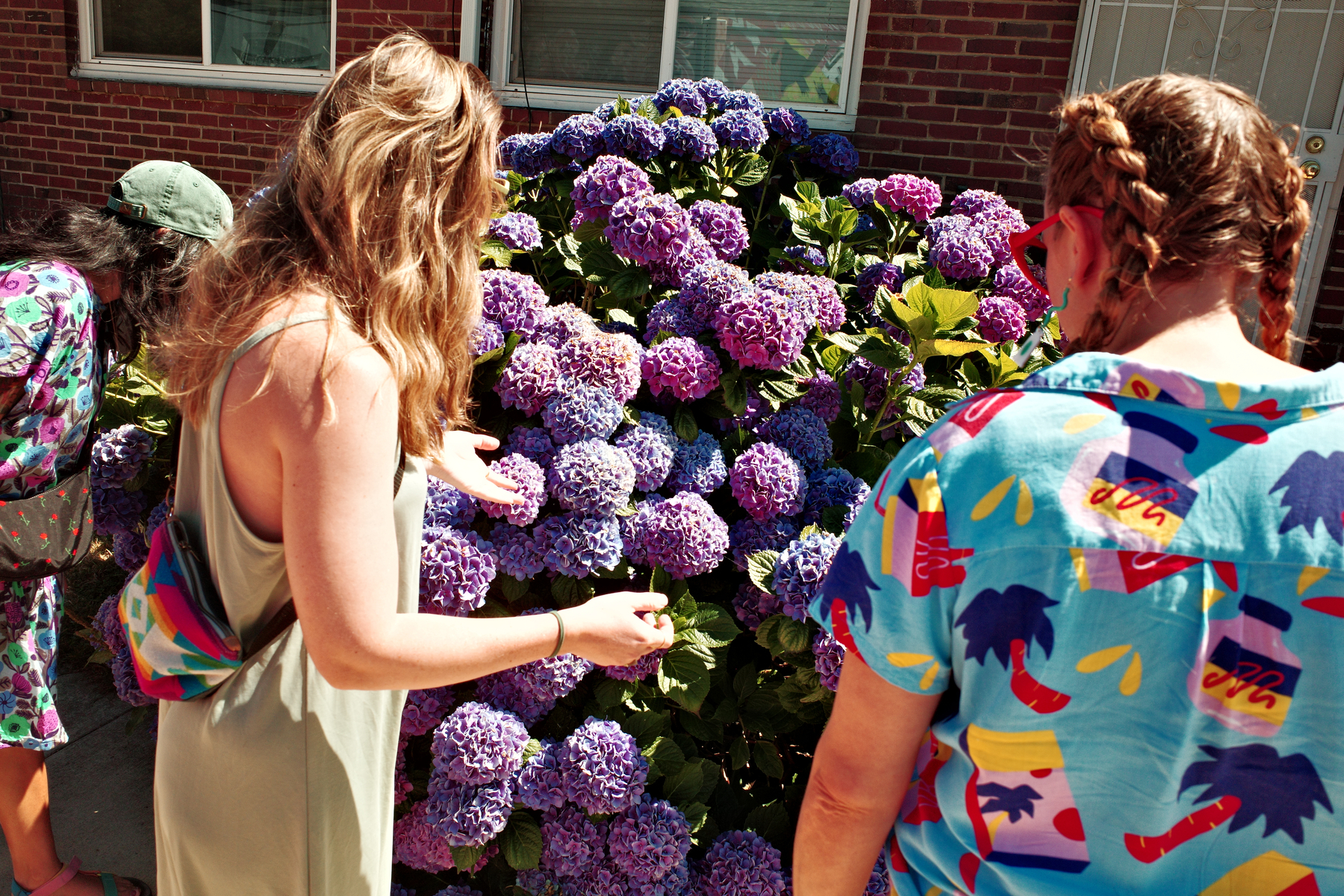 Three people are closely observing and admiring a large bush of vibrant purple and pink hydrangea flowers in a sunny outdoor setting.