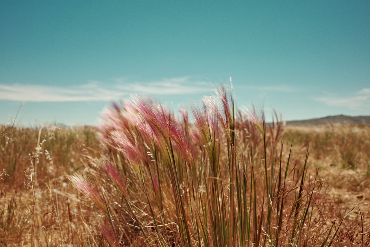 Description: A cluster of pink-tipped grass sways gently in a dry, open field under a clear blue sky.