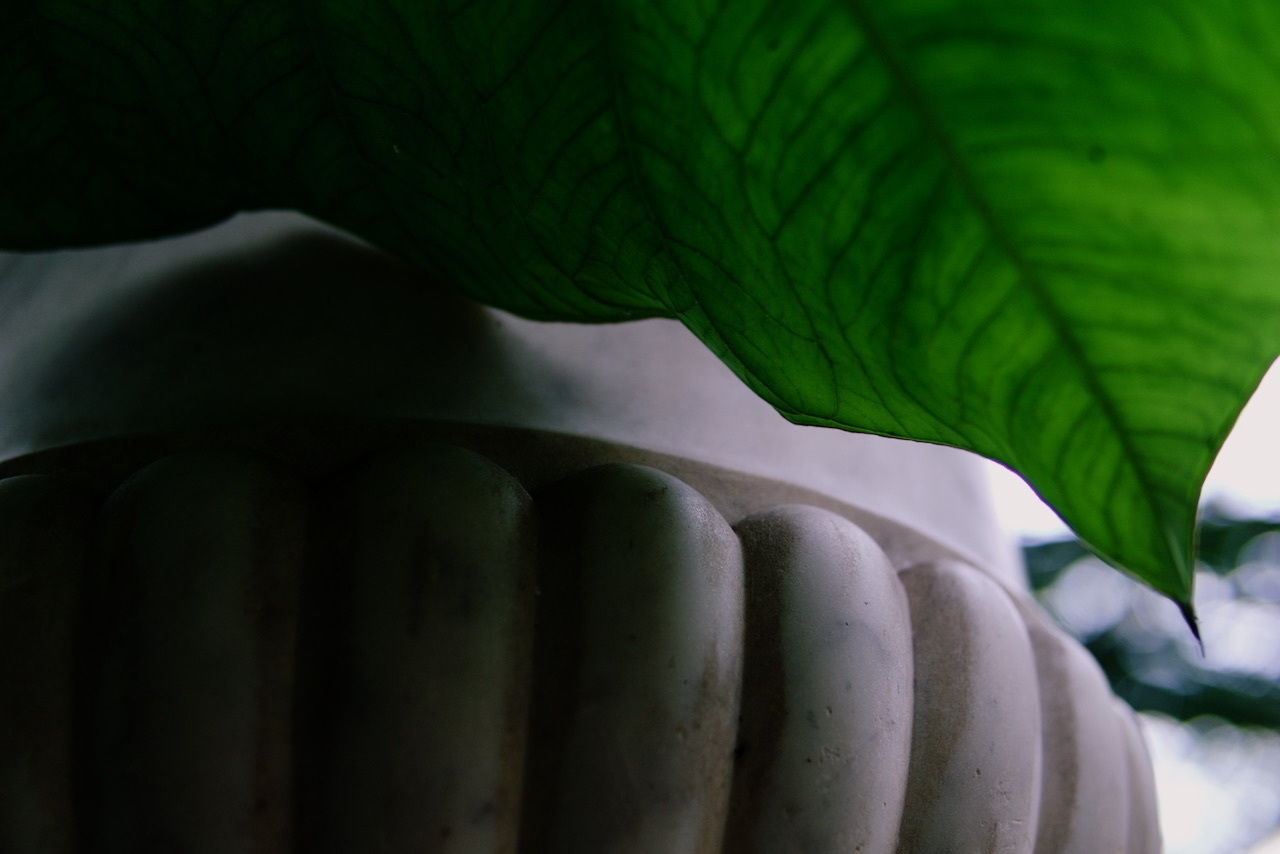 Big green leaf and stone vase