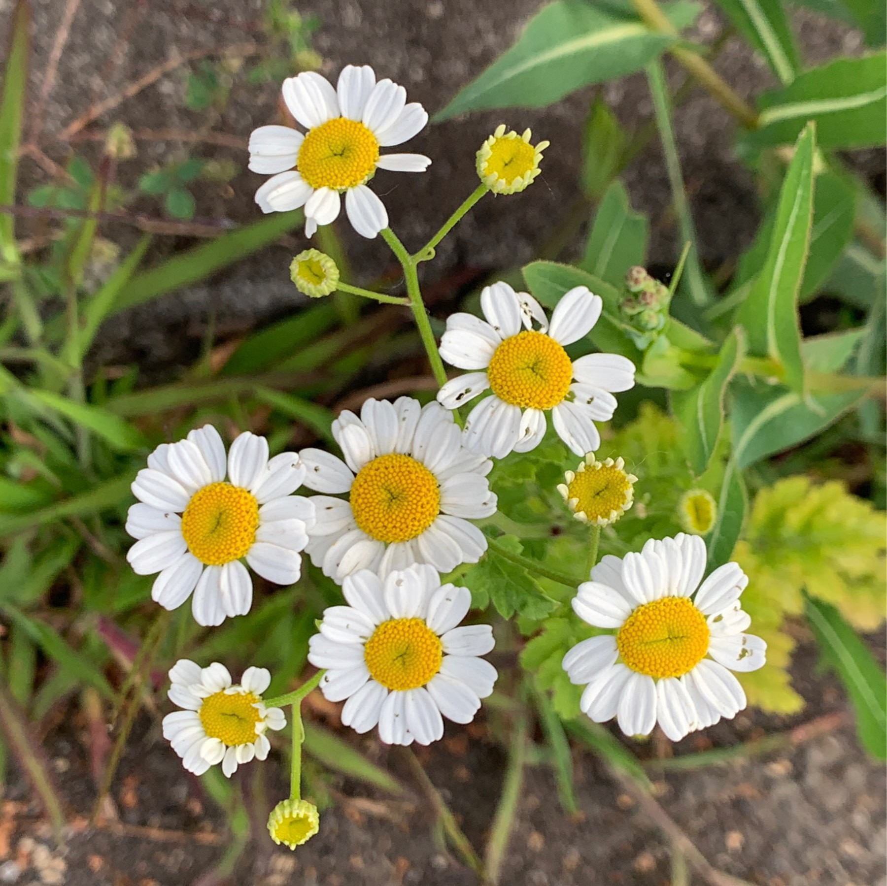 daisies maybe?