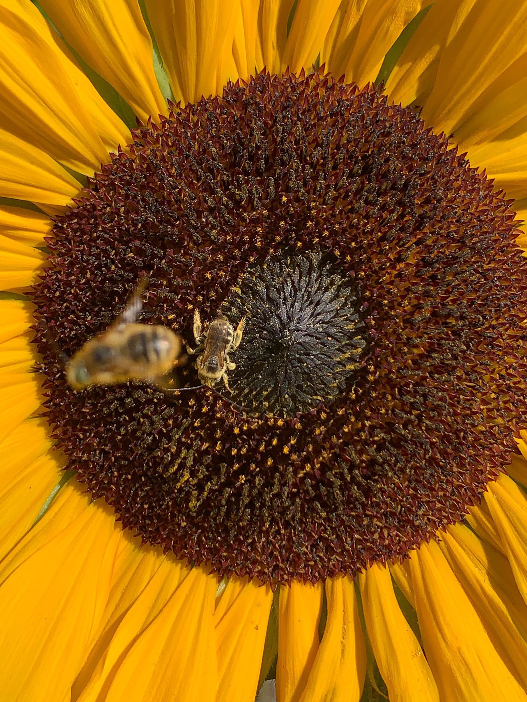 bee photobombing another bee in a sunflower center