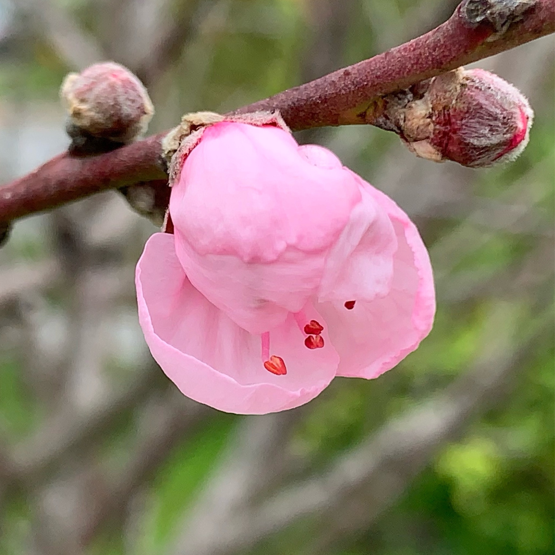 light pink, partially opened peach blossom