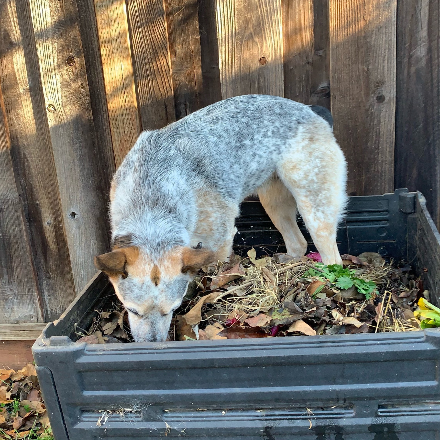 small australian cattle dog standing on top of a compost pile