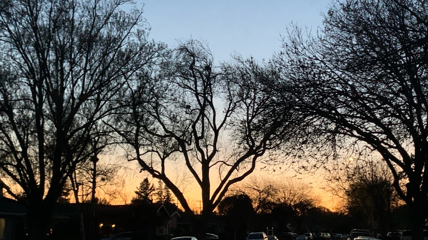 sunset seen through street trees silhouettes
