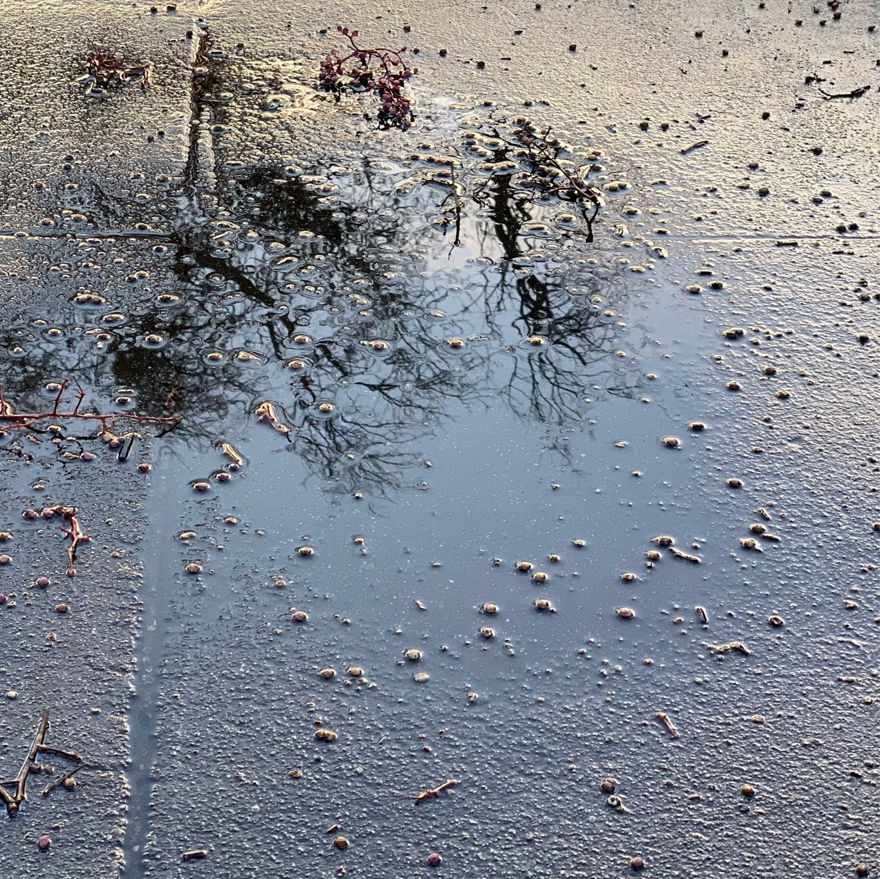reflection of trees in a sidewalk puddle
