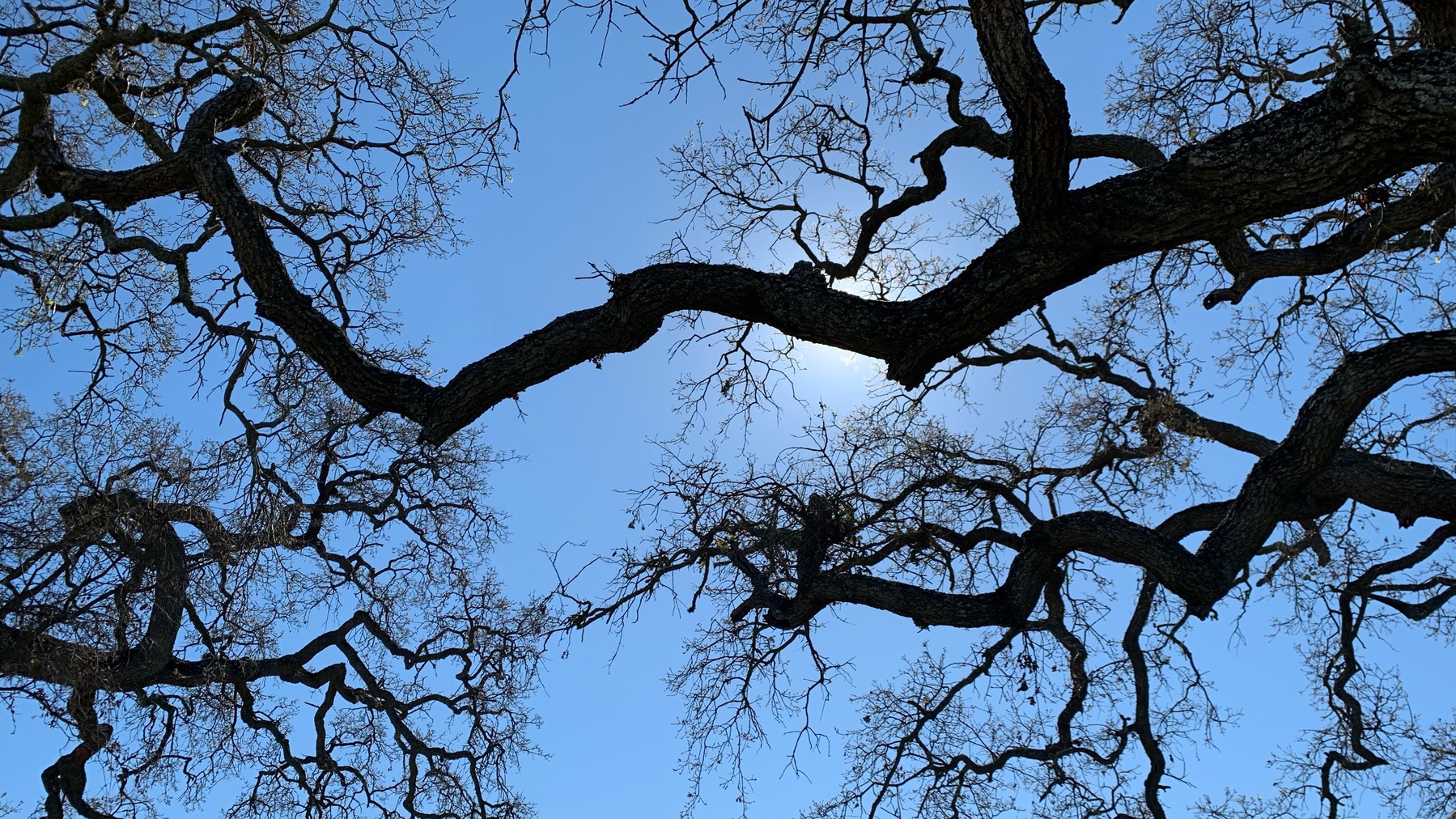 looking up into bare white oak branches back lit by the sun