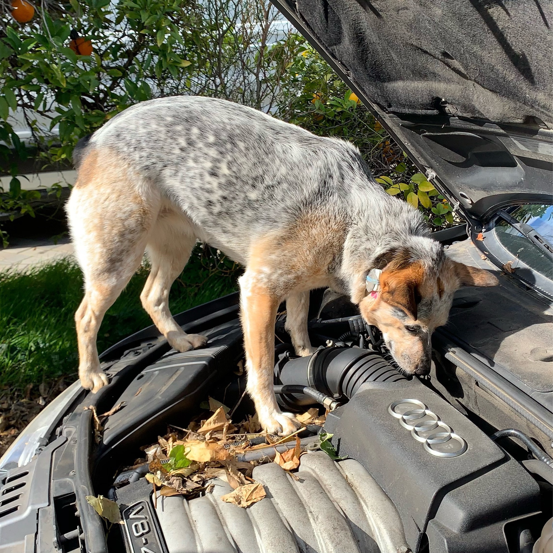 small cattle dog standing on a car engine, under an open hood