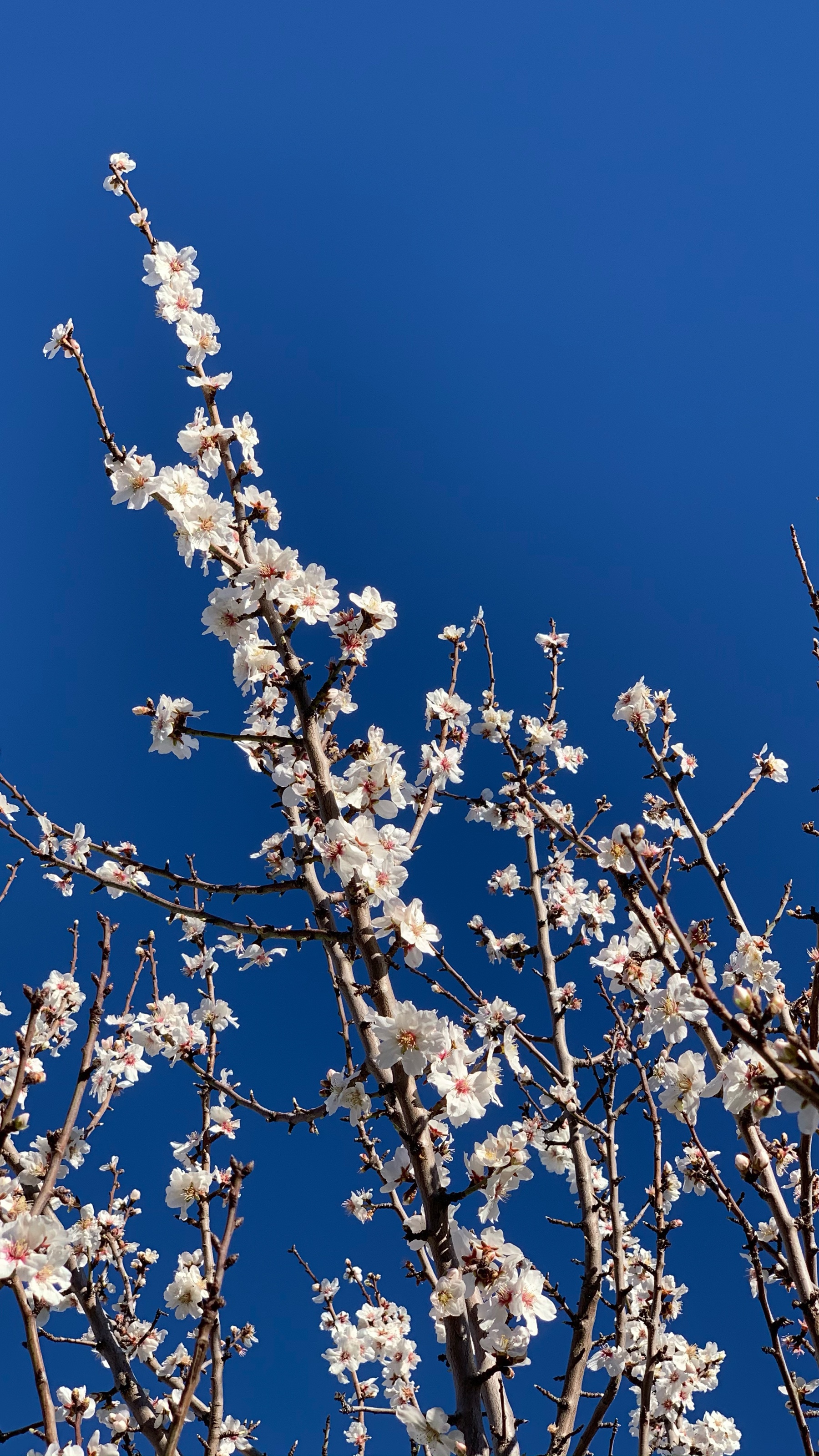 almond blossoms with a blue sky
