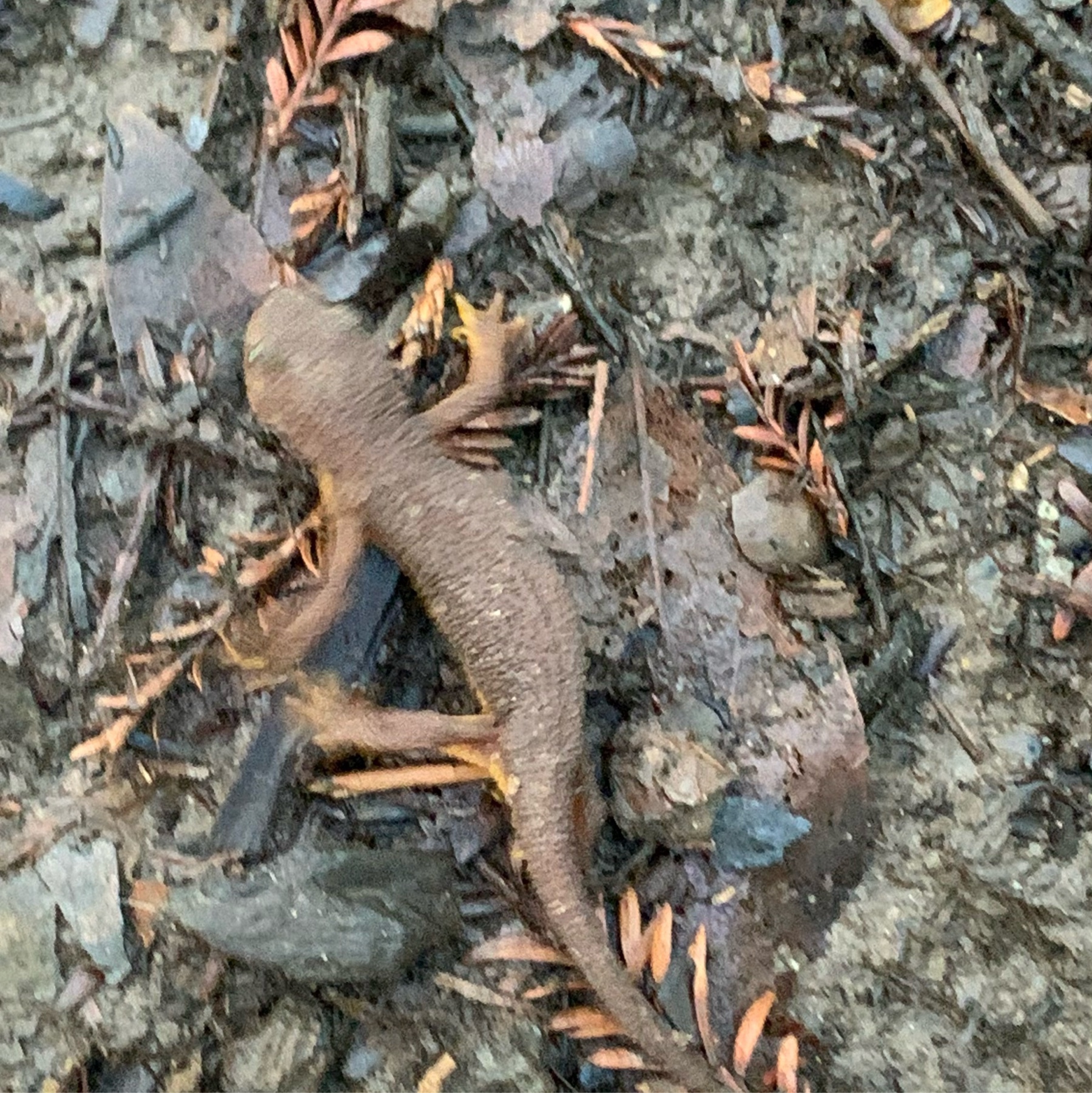 newt and ground