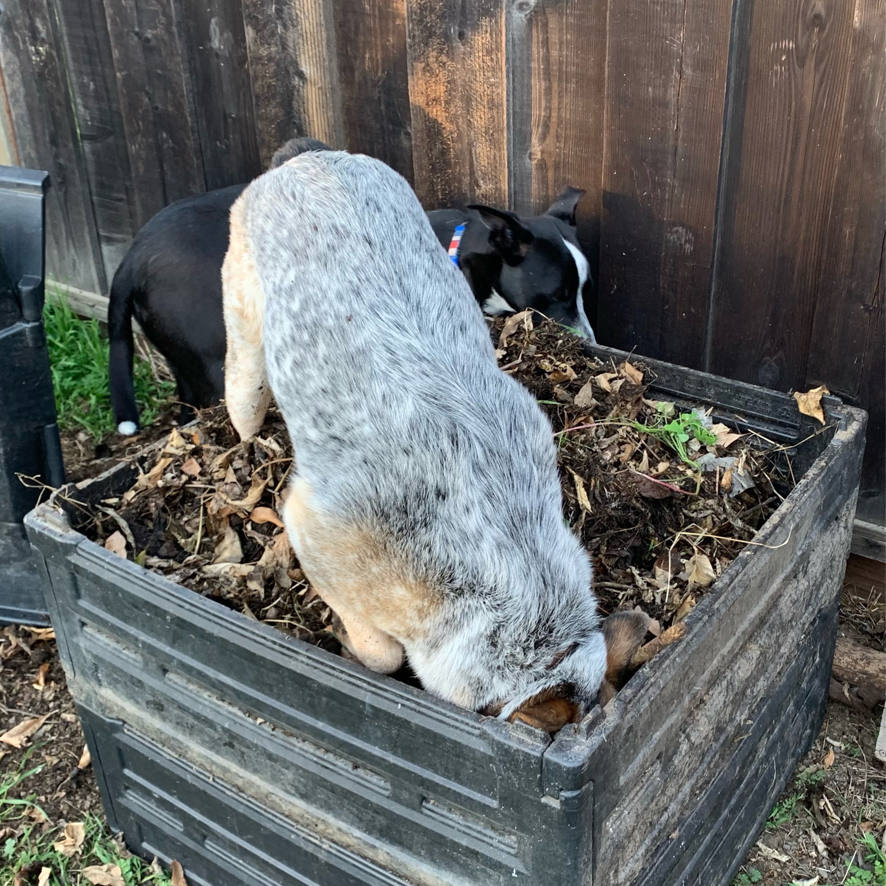 dog standing in a full compost bin with her nose buried