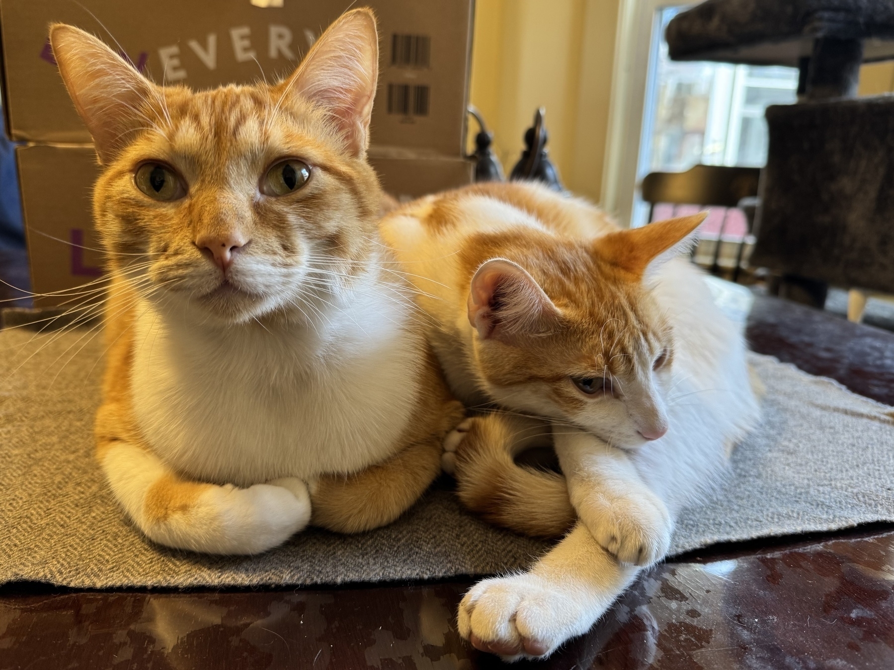 Two ginger and white cats are sitting closely together on a mat.