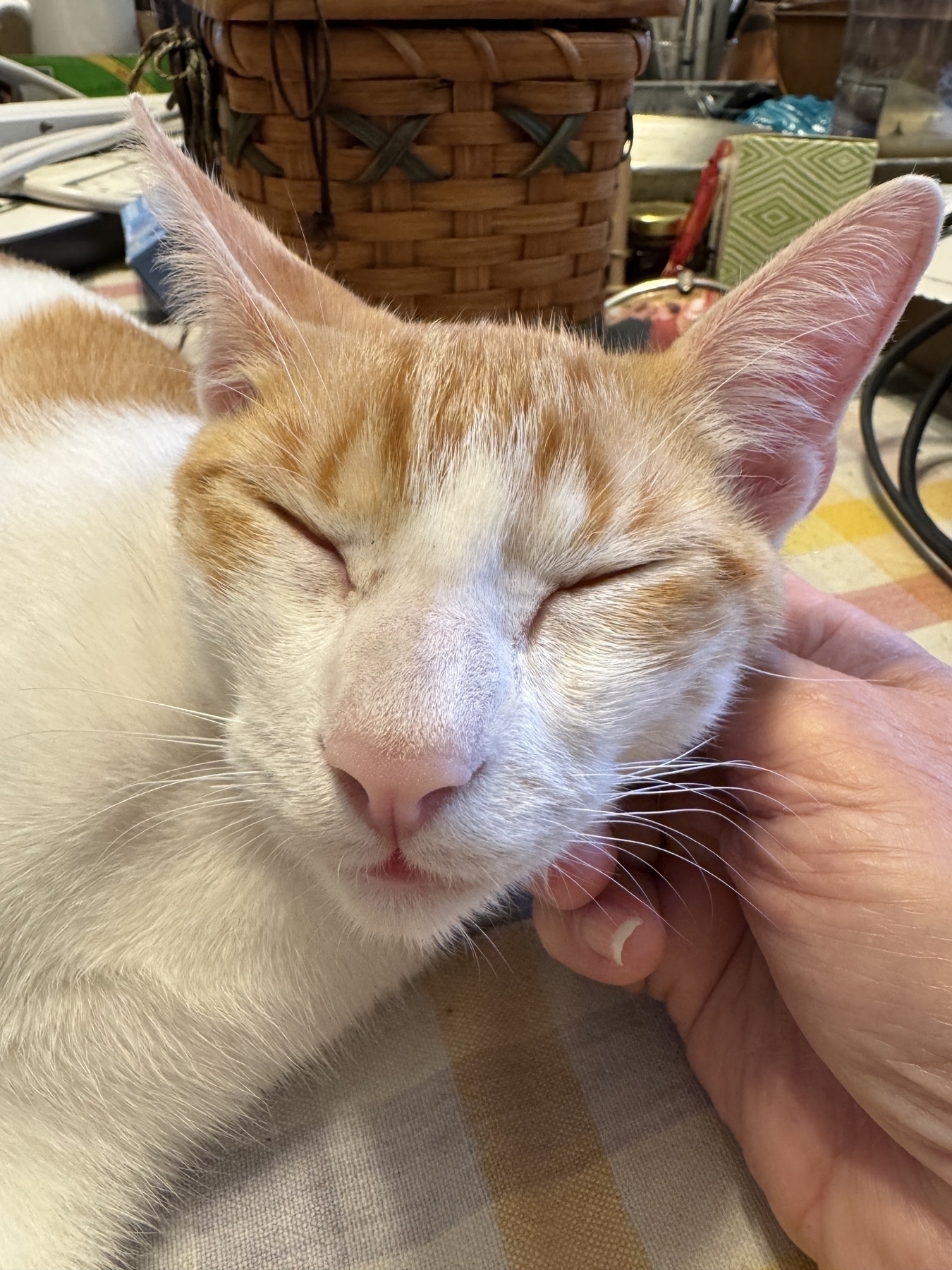 A relaxed cat with orange and white fur is being gently petted under the chin while resting on a table.&10;