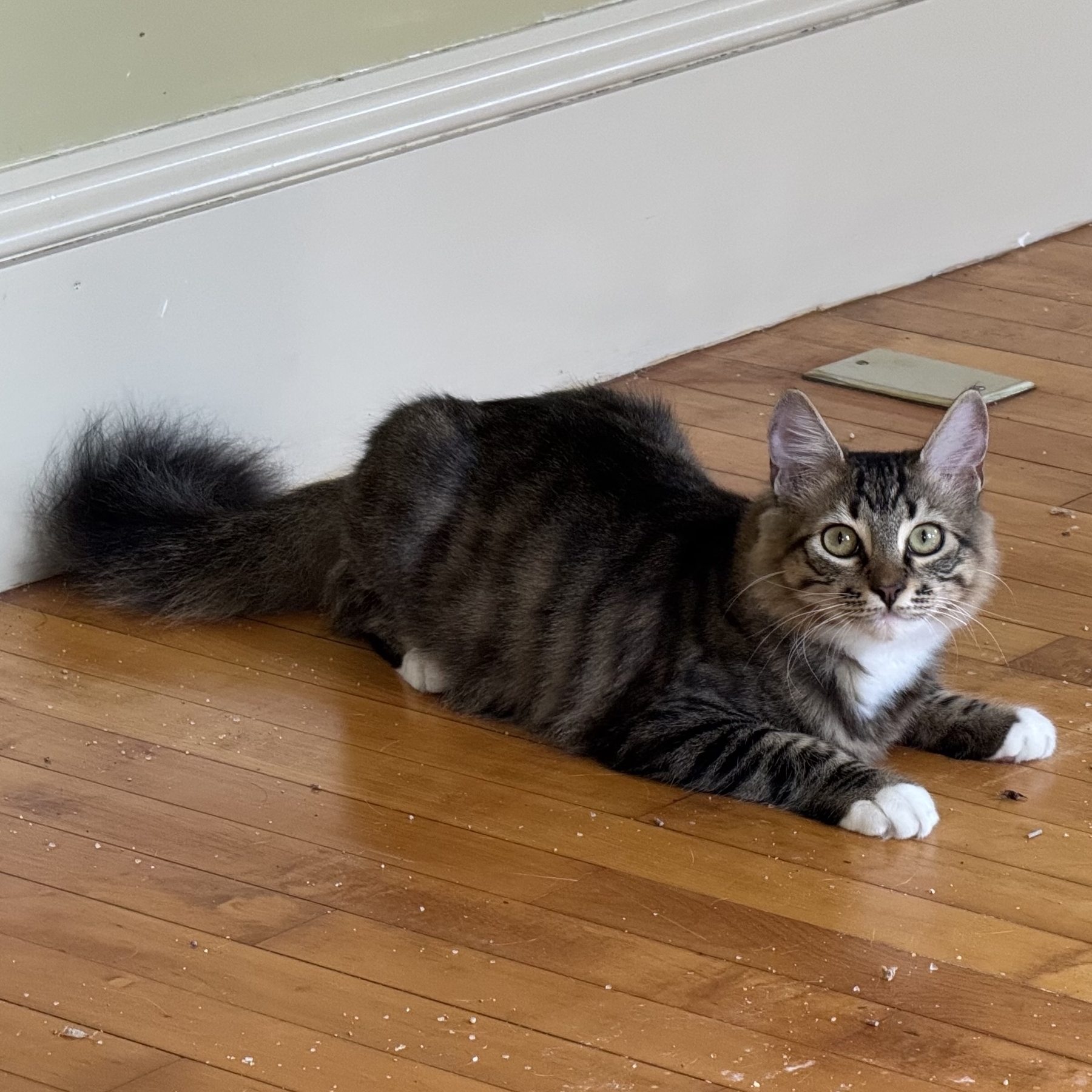 A fluffy cat with a striped coat is lying on a wooden floor, looking attentively at the camera.