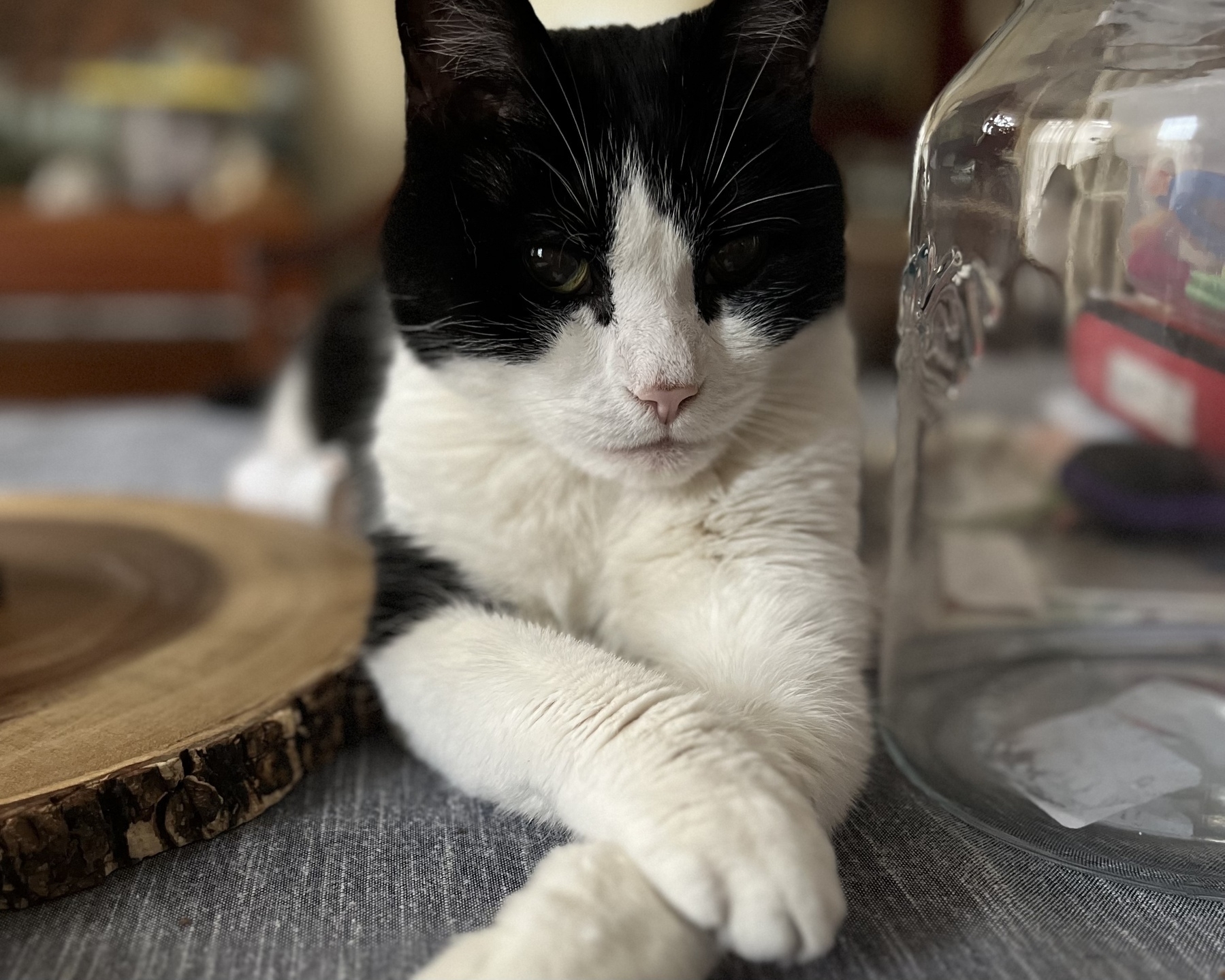 A black-and-white cat is lounging on a table next to a large glass jar.