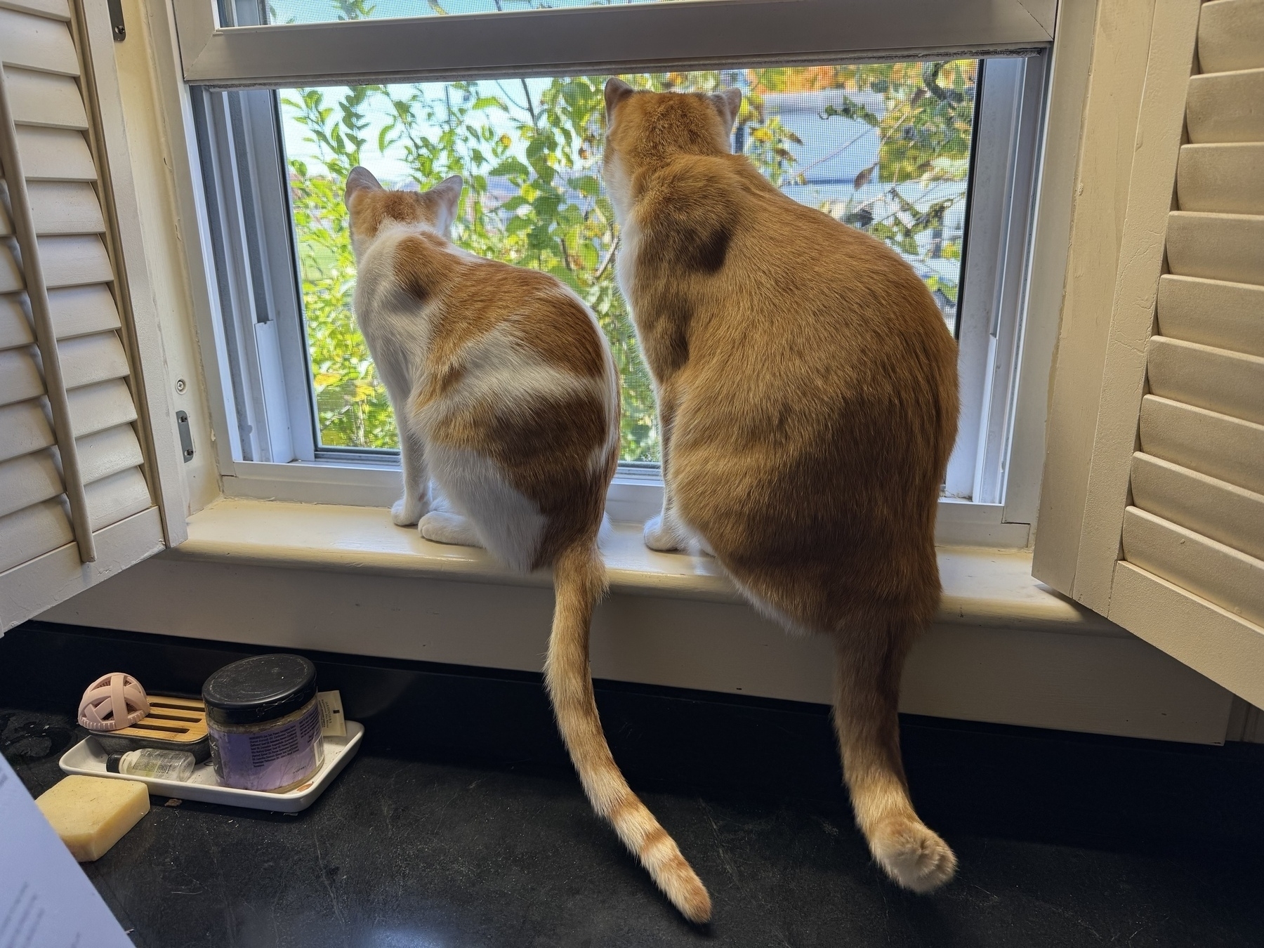 Two cats with orange and white fur are sitting on a windowsill looking outside.